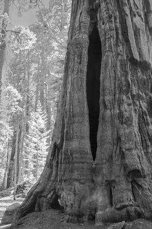 Sequoia National Park-0473