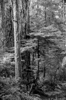 Rainforest, Pacific Northwest, 2018-1404-2