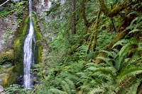 PNW Waterfall Rainforest LUM ed for CCC 19-1738