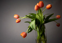 Amy's Tulips, 2012-0017