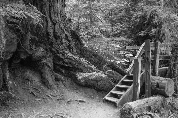 Stairway, Rainforest, Pacific Northwest, 2018-1743