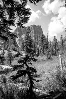 Longs Peak, Black Tree, Rocky Mountain National Park, 2017-8300