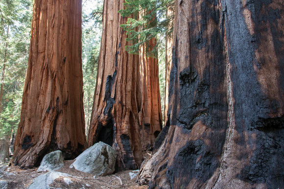 Patriarch Sequoias, Sequoia National Park, 2015-0516