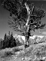 Patriarch Pine, Grand Tetons- Polaroid- 1989