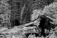 Sequoia National Park-2015-0081