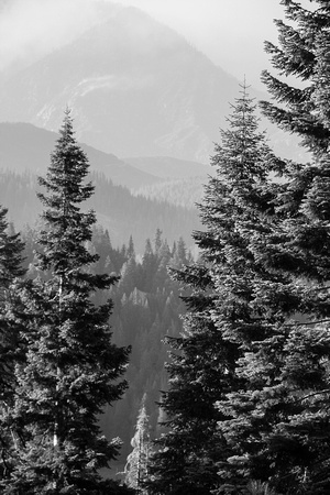 Kings Canyon Sequoia N.P. 2015-0330