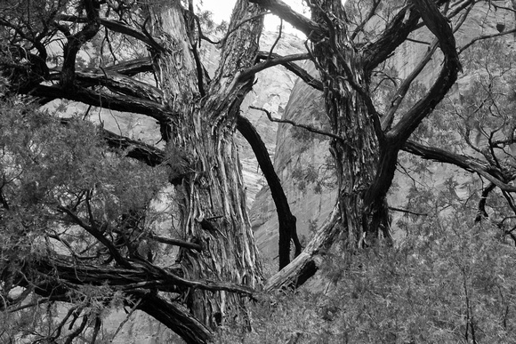 Dancing Trees, Bryce N.P. -2014-0174