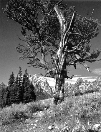Patriarch Pine, Grand Tetons- 4x5 Polaroid- 1989